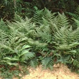 thumbnail for publication: Dryopteris erythrosora Autumn Fern, Japanese Shield Fern, Japanese Wood Fern